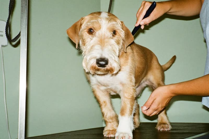 A terrier standing calmly on a grooming table while being brushed
