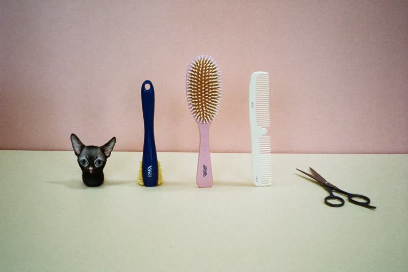 Grooming brushes, combs and scissors laid out ready on a plain surface