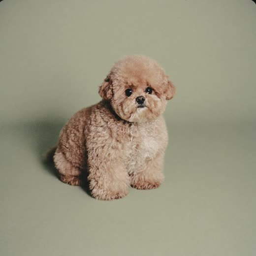 A small fluffy dog freshly trimmed and clean after a full groom