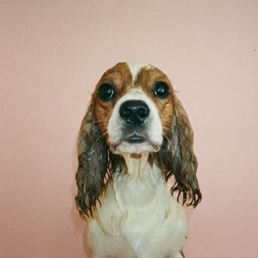 A wet spaniel mid-bath, coat damp and beaded with water