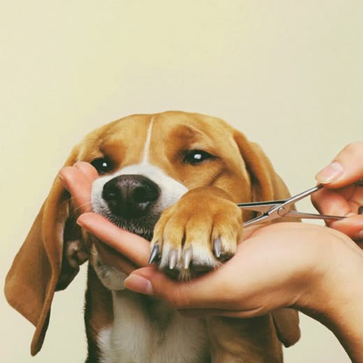 A dog's paw held in a hand for nail clipping